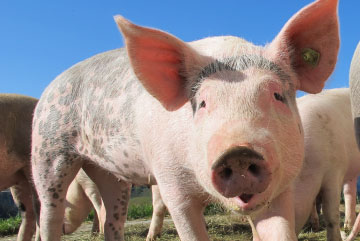 Le porc des eleveurs du pays d'auge - boucherie, charcuterie, traiteur - Le Breuil en Auge